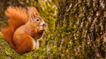 Vještačka inteligencija može spasiti ugrožene riđe vjeverice