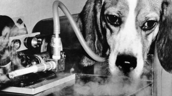 Okrutni eksperimenti pušenja na životinjama